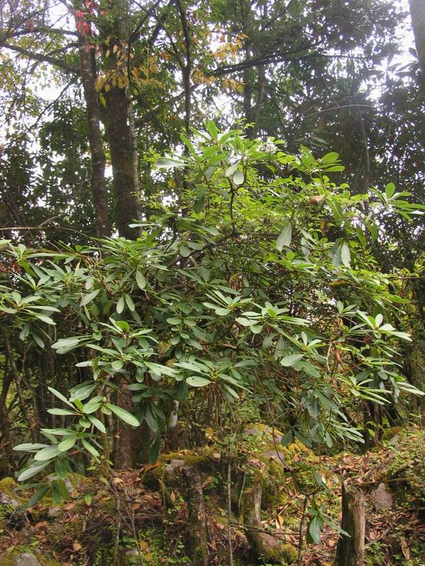  R. vernicosum in N-Yunnan. Foto: Jens Nielsen