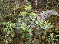 R. uvariifolium var. uvarifolium at 99DP, Foto: Hans Eiberg
