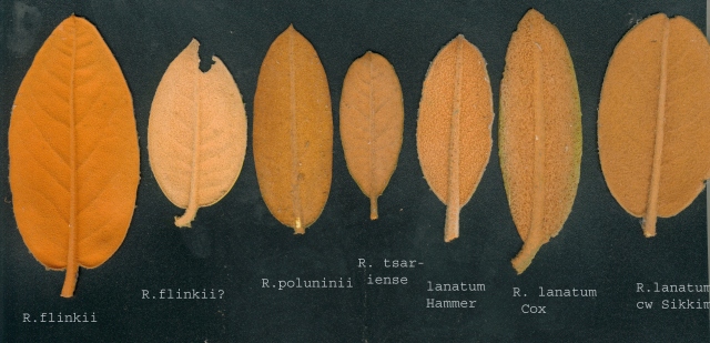  Leaves from Lanata subsection. Foto: H. Eiberg
