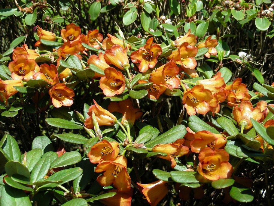  R. dichroanthum ssp. apodectum at Benmore. Foto: Bent Ernebjerg