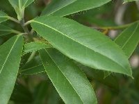 lateriflorum (Triflora), leaves,(introduced in 2000) Glenarn 