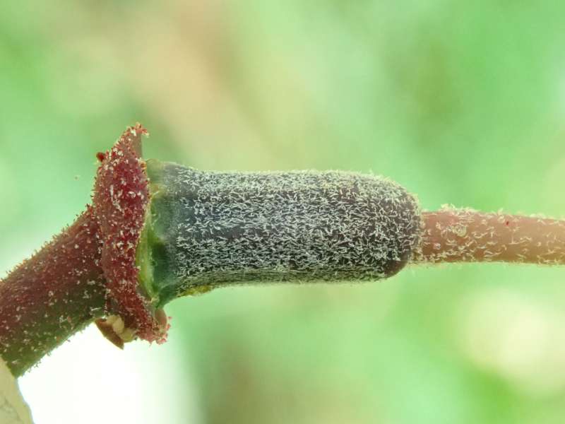  R. araiophyllum ssp. lapidosum. Photo: Hans Eiberg 