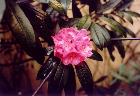  R. arboreum ssp. cinnamomeum var. roseum Foto: Hamburg-Yahoo Group
