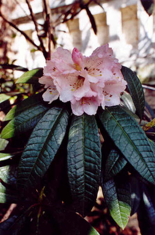  R. arboreum ssp. cinnamomeum var. roseum, Shilling, Foto: Hamburg-Yahoo Group