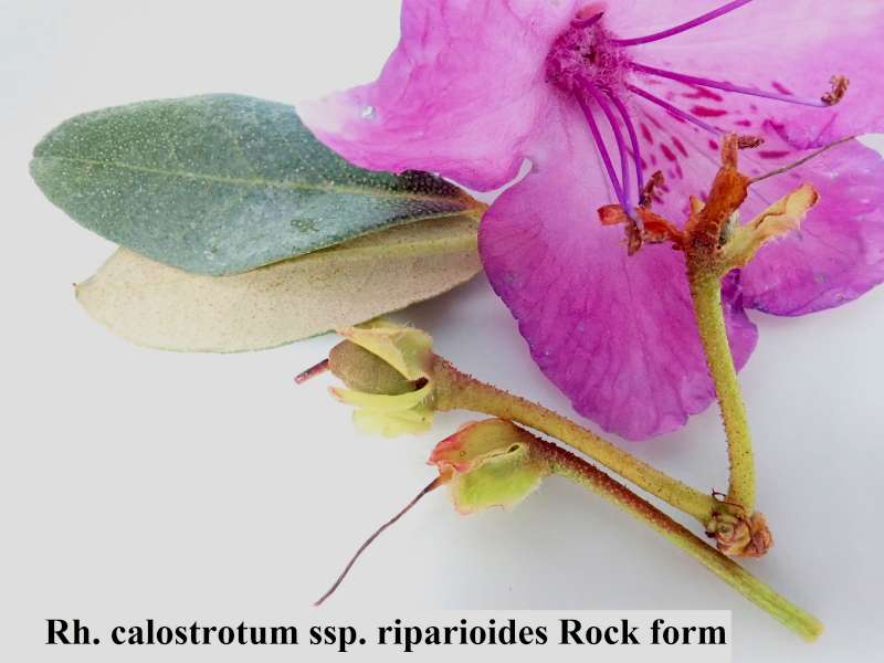  R. calostrotum ssp. riparioides. Foto: Kurt Hansen