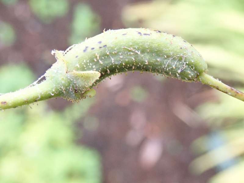  R. campylocarpum, from Sikkim, seed pod. Photo: Hans Eiberg