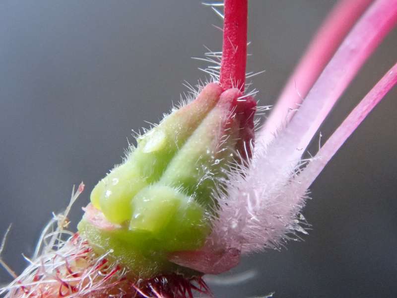  R. camtschaticum purpur, ovarie. Foto: Hans Eiberg