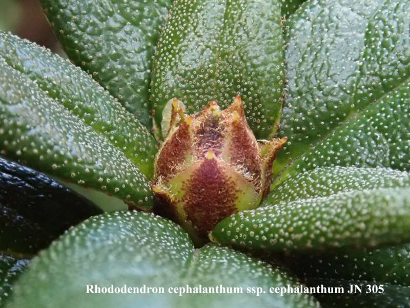  R. cephalanthum ssp. cephalanthum. Photo: Kurt Hansen