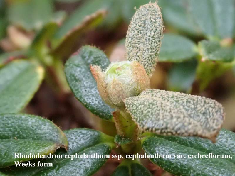  R. cephalanthum ssp. cephalanthum var. crebreflorum, photo: Kurt Hansen