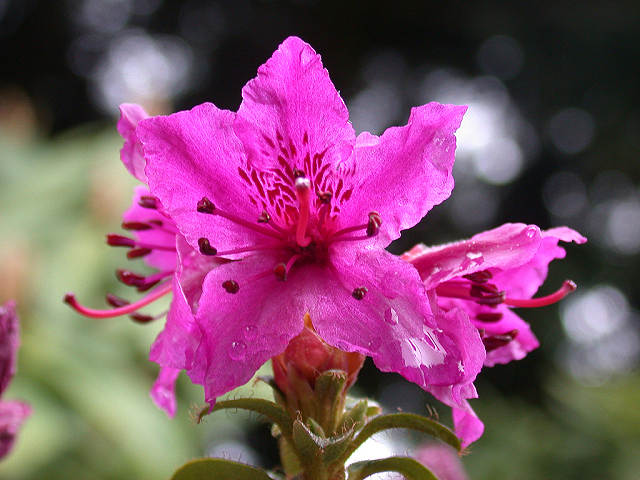  R. saluenense ssp. chamaeunum fra Beima Shan . Foto: H. Eiberg