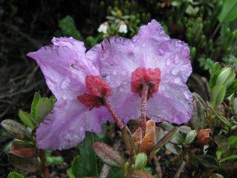  R. saluenense ssp. chameunum fra Beima Shan. Foto: Ingolf Bog