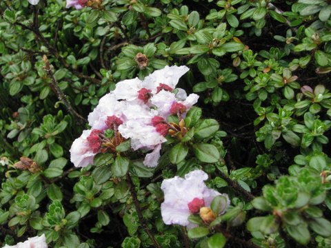  R. saluenense ssp. chamaeunum fra Beima Shan. Foto: Ingolf Bog
