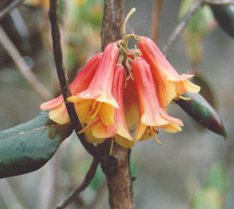 Rhododendron cinnabarinum ssp. cinnabarinum var. blandfordiiflorum, photo: Steffen Munch-Hansen