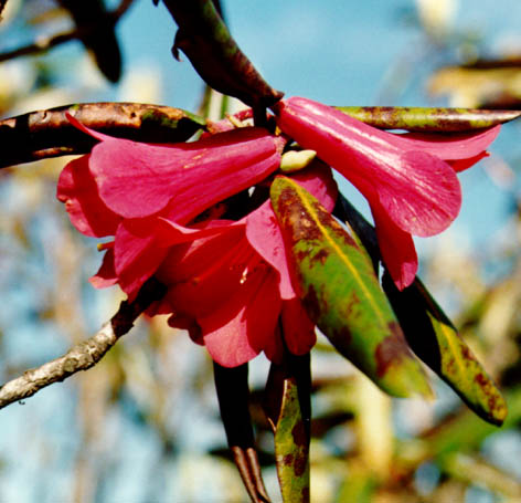 R. cinnabarinum ssp. cinnabarinum var. roylei in Sikkim 1994. Foto:Steffen M Hansen