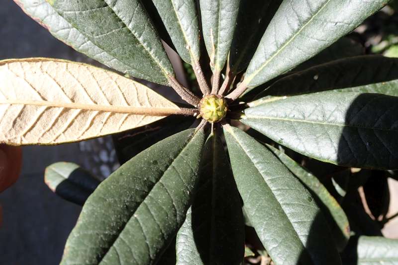  R. arboreum ssp. delavayi. Photo: Hans Eiberg 