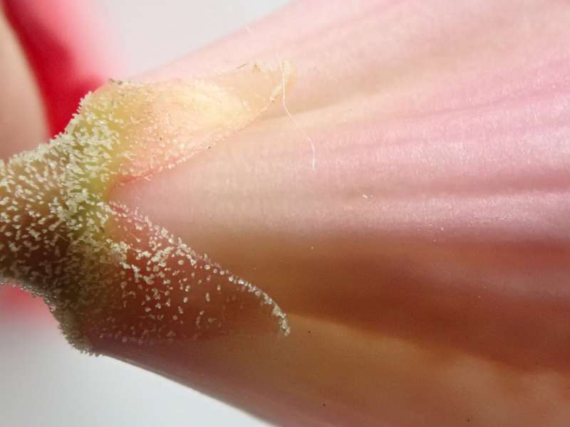 Rhododendron X Detonsum