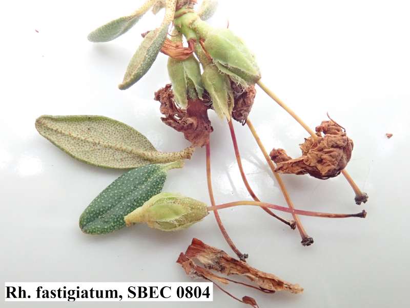 R. fastigiatum, seed pod. Photo: Hans Eiberg
