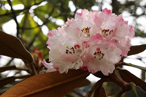  Rhododendron arizelum var. rubicosum, voksende mellem Mekong og Salween 2010, Foto: Jan Brodersen