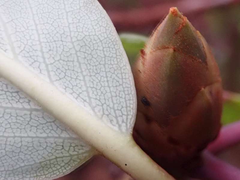  R. fortunei ssp. fortunei leaf. Photo: Hans Eiberg