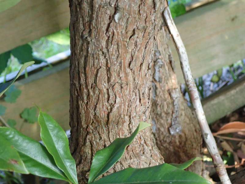  R. fortunei ssp. fortunei trunk. Photo: Hans Eiberg