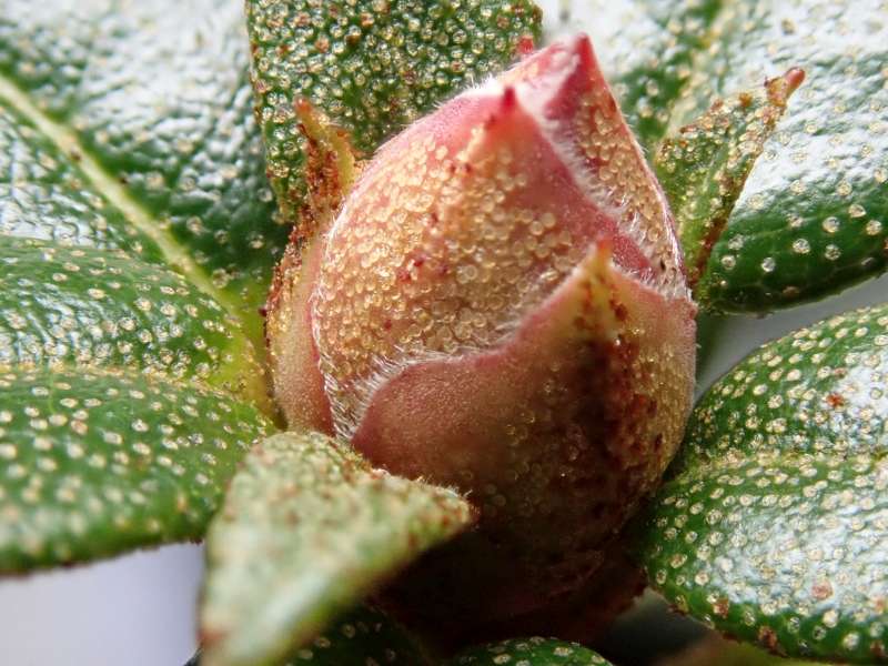 R. glaucophyllum flower bud. Photo: Hans Eiberg