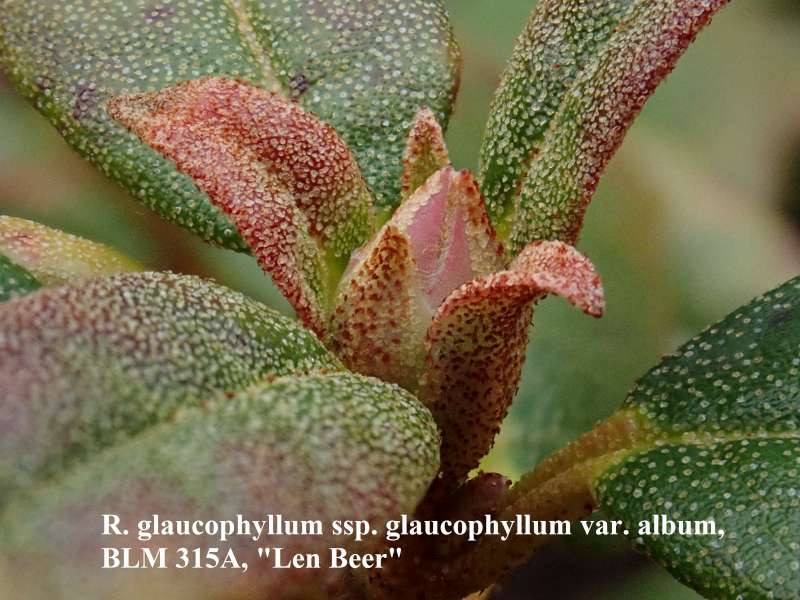  R. glaucophyllum flower bud. Photo: Kurt Hansen