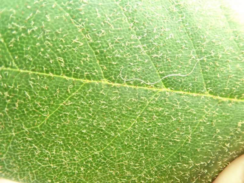  R. hemigymnum upper leaf, Foto: Hans Eiberg