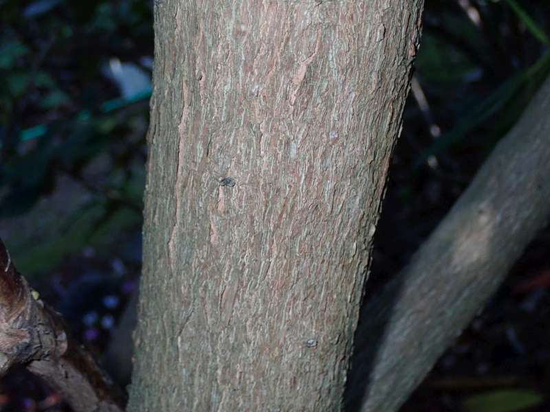 R. hemsleyanum var. chengianum trunk at HE. Foto: Hans Eiberg