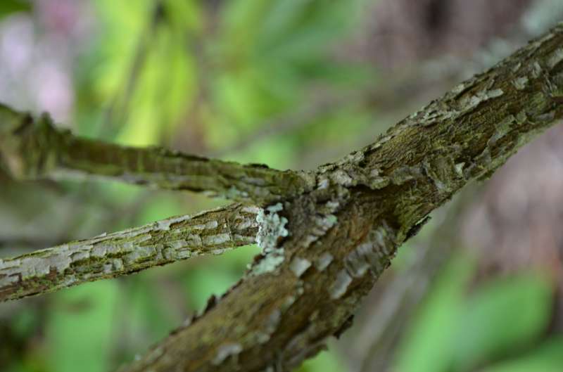  R. irroratum ssp. ningyuenense, photo: MarK Joel