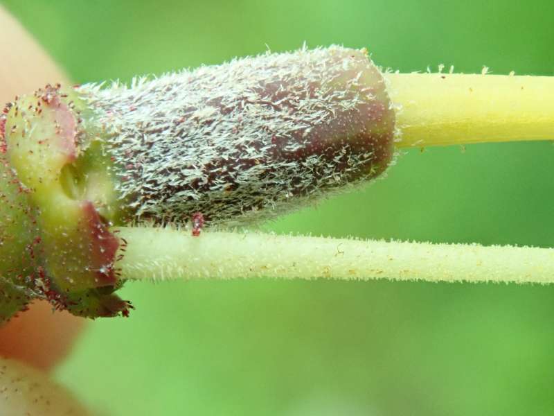  R. irroratum ssp. yiliangense. Foto: Hans Eiberg