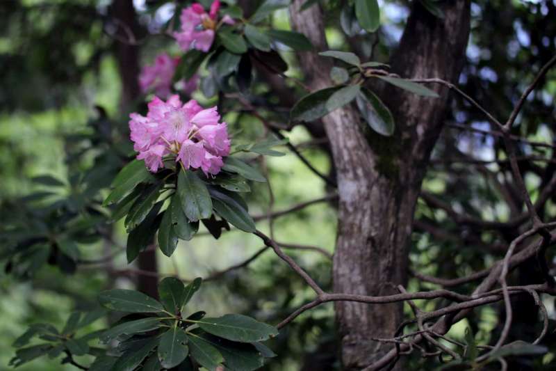  R. japonoheptamerum var. okiense, photo: 