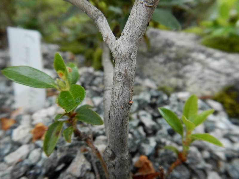  R. myrtifolium (R. kotschy), Photo: Ole Jonny Larsen