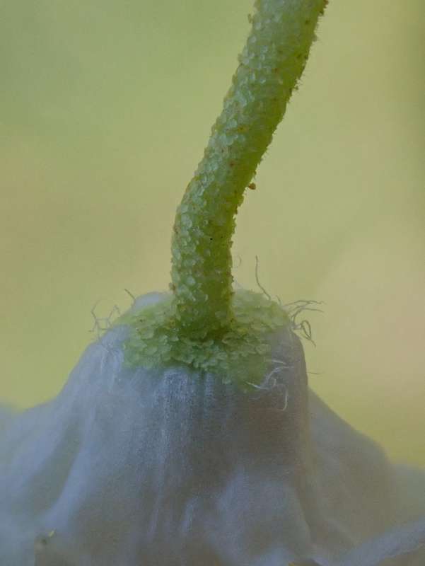  R. lapponicum white. Photo: Hans Eiberg