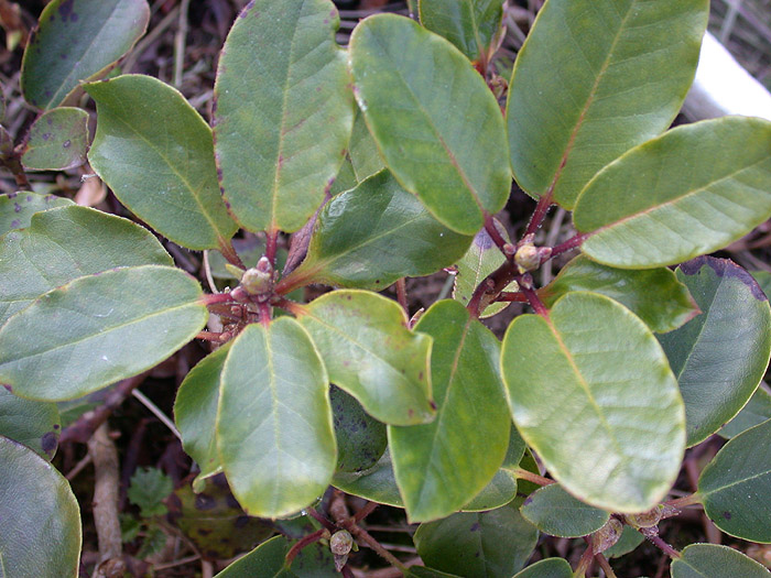  R. thomsonii ssp. lopsangianum x hirtipes ? . Foto: H. Eiberg