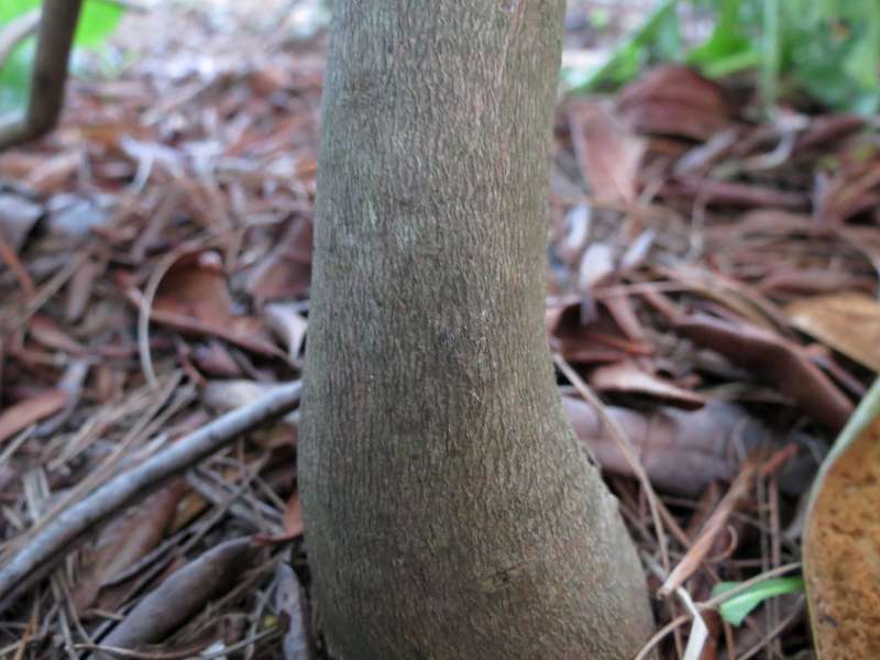  R. lopsangianum trunk. Photo: Claus Staune
