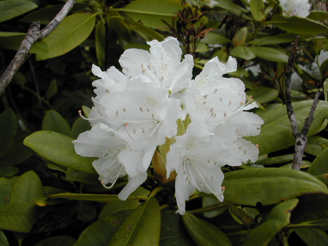  R. macrophyllum 'Barto White', photo: H. Helm