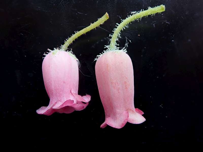  Menziesia ciliicalyx. Photo: Hans Eiberg