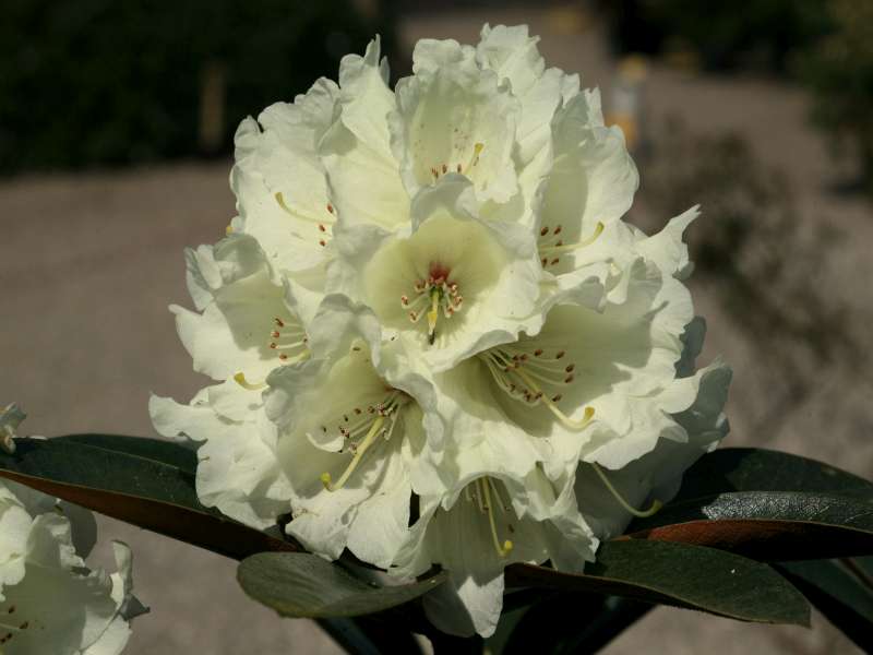  R. nakotiltum in Rhododendronhaven. Foto: Claus E. Jrgensen, Rhododendronhaven