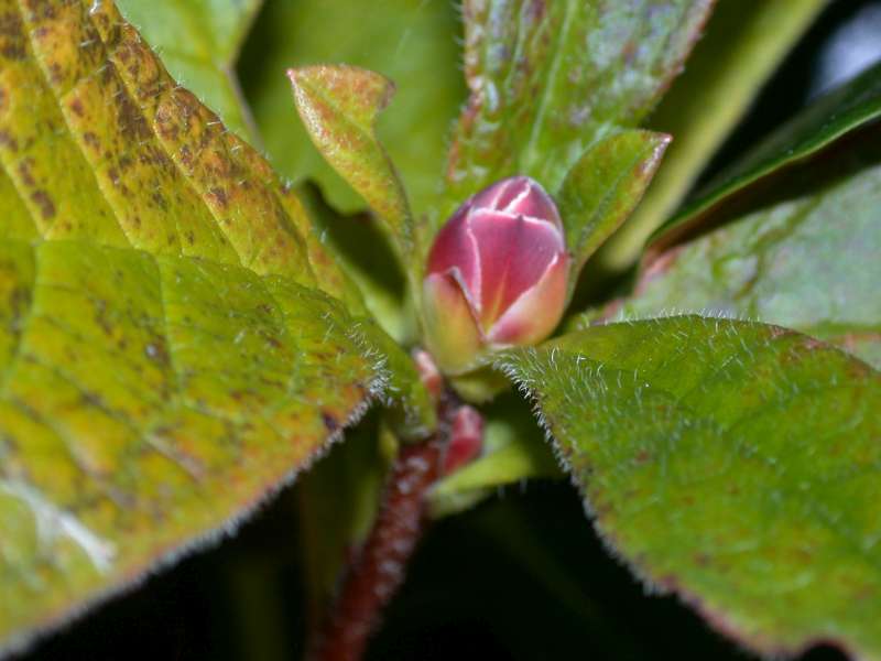  R. nipponicum, flowerbuds, photo: Hans Eiberg