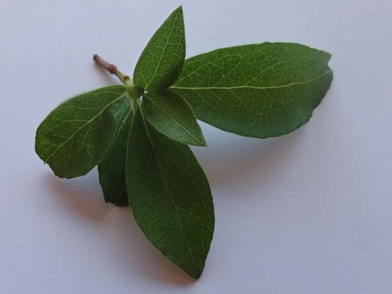  R. nudipes var. kirishimense leaves. Photo: Hans Eiberg