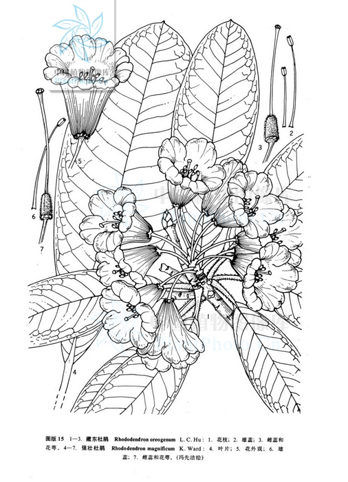  R. oreogenum,from  frps.eflora.cn/frps/Rhododendron oreogenum  