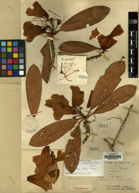  R. papillatum / epapillatum from RBGE herbarium