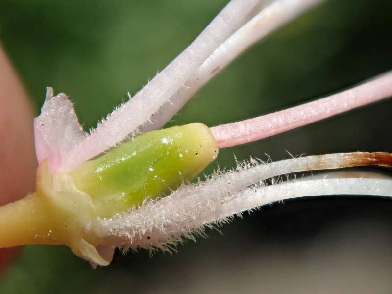  R. pentaphyllum. Photo: Hans Eiberg