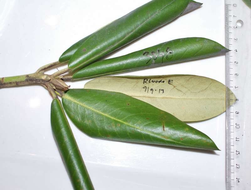 R. phaeochrysum. Photo: Finn Bertelsen