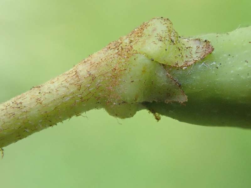  R. phaeochrysum var. levistratum / R. dryophyllum JN., seed pod, photo: Hans Eiberg