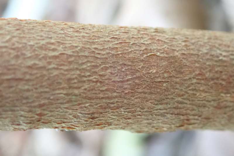  R. polylepis bark. Photo: Hans Eiberg