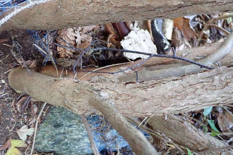  R. polylepis from Sichuan, trunk. Photo: Hans Eiberg