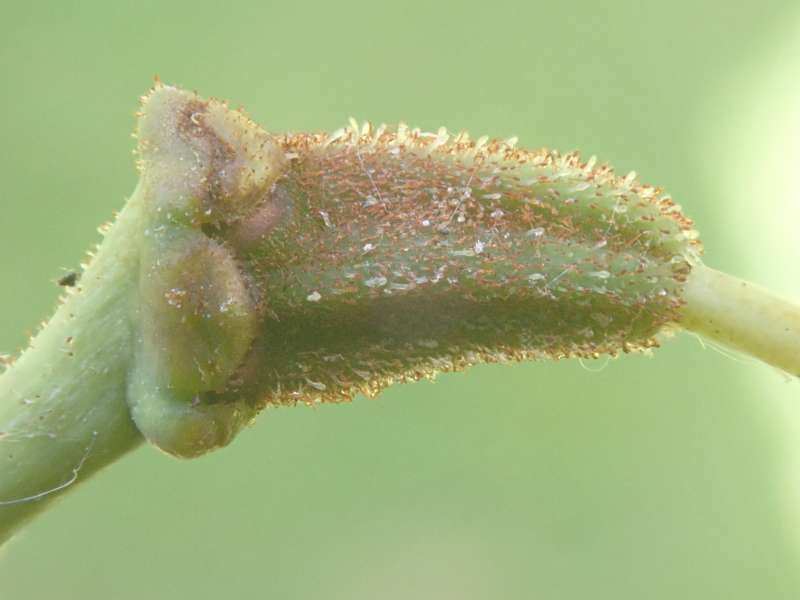  R. pseudochrysanthum seed pod, photo: Hans Eiberg