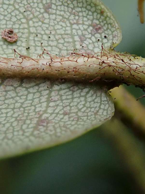  R. pseudochrysanthum silverrim form, photo: Hans Eiberg