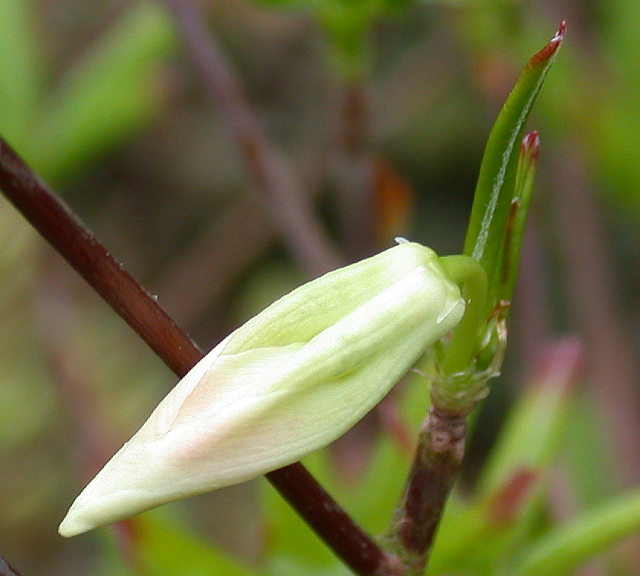  R. quinquefolium, blomst i udspring. Photo: Hans Eiberg